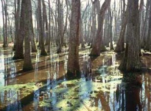 Swamp